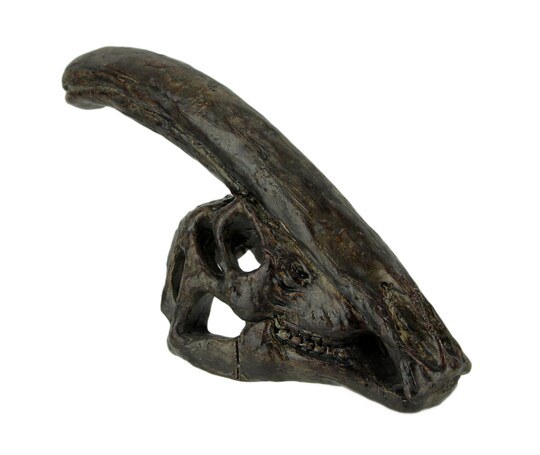 Zeckos; 8 in Parasaurolophus Dinosaur Skull Fossil Resin Statue Home Office Decor; Category:Tabletop Accents; Image:1